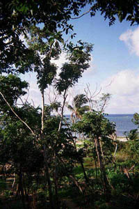 View1